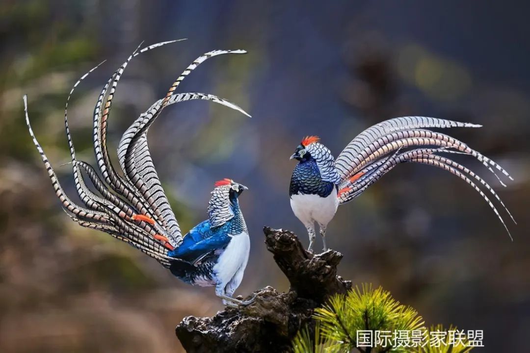 第15届IUP国际摄影展自然组获奖作品