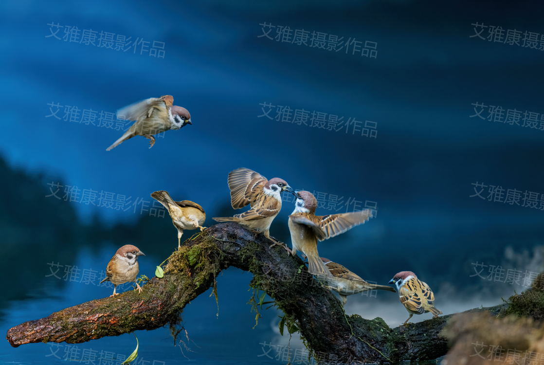 “凤凰鸟”---丝光椋鸟
